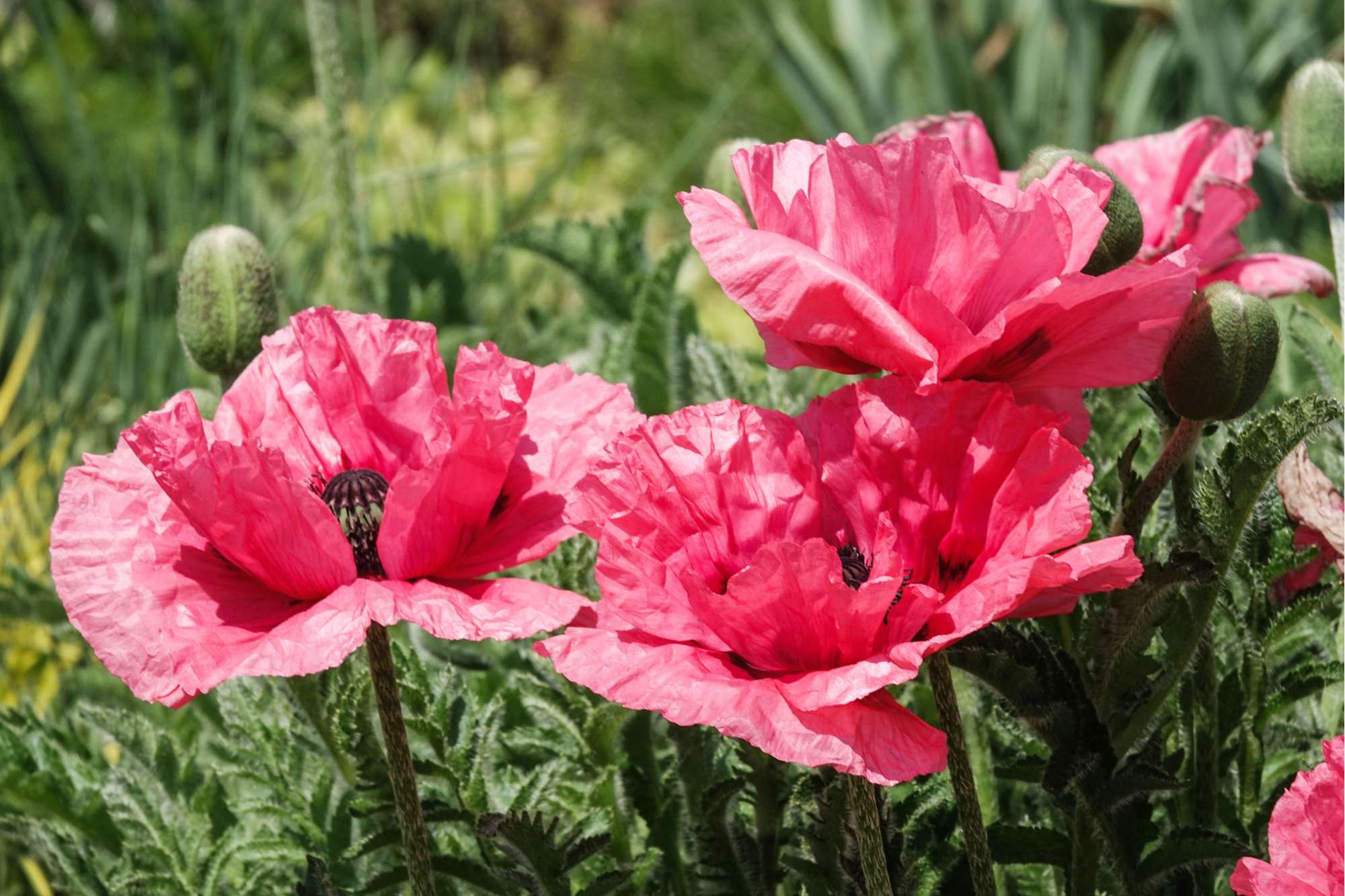 Jättevallmo 'Watermelon'